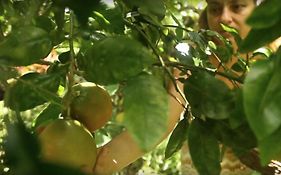 Paradise Eco-village Pahoa  United States Of America